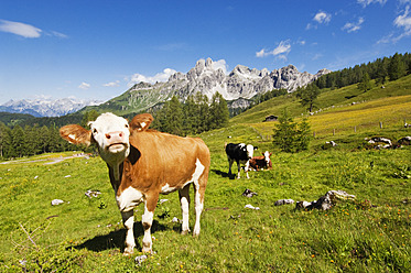 Austria, Salzburg County, Cows on alpine pasture in front of Mount Bischofsmutze - HHF004144