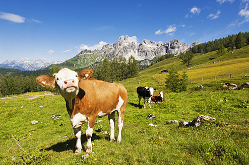 Österreich, Land Salzburg, Kühe auf der Alm vor der Bischofsmutze - HHF004144