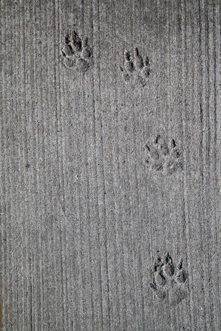 Deutschland, Berlin, Hundefußspuren in Beton, lizenzfreies Stockfoto