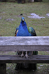 Deutschland, Pfau auf Holzbank - AXF000027