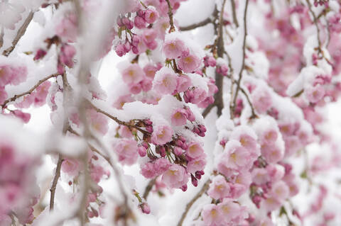 Deutschland, München, Schneebedeckte Kirschblüte, Nahaufnahme, lizenzfreies Stockfoto