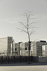 Deutschland, Bayern, München, Kahler Baum vor modernen Gebäuden - LFF000456