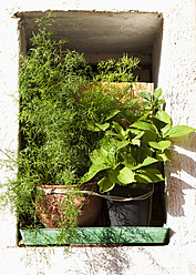 Italien, Provinz Venedig, Blumentopf am Fenster, Nahaufnahme - WWF002359