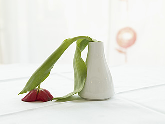 Germany, Cologne, Vase with limp tulip, close up - WESTF018718