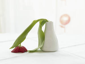 Deutschland, Köln, Vase mit schlaffer Tulpe, Nahaufnahme - WESTF018718