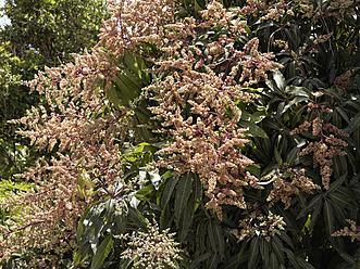Spanien, La Gomera, Mangobaum in voller Blüte - SIEF002558