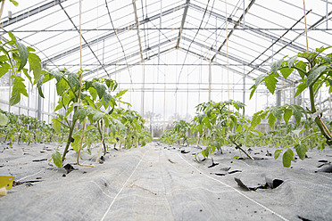 Deutschland, Bayern, Anzucht von Tomatenpflanzen im Gewächshaus - TCF002518