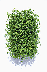 Garden cress - TCF002530