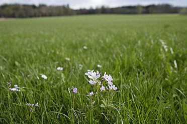 Deutschland, Bayern, Kuckucksblume im Frühling - TCF002552