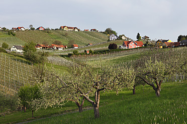 Österreich, Steiermark, Blick auf Weinberg und Apfelbaum - SIEF002598