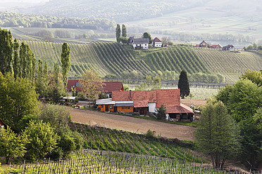 Österreich, Steiermark, Blick auf einen Weinberg - SIEF002597