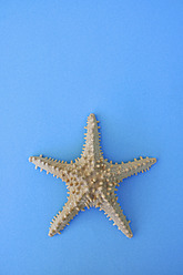 Starfish on blue background - AXF000080