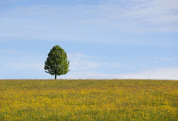 Österreich, Ansicht einer Linde auf einem Feld im Frühling - WWF002403