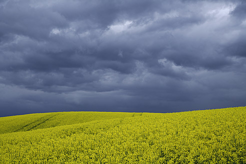 Deutschland, Bayern, Rapsfeld mit bewölktem Himmel - TCF002673