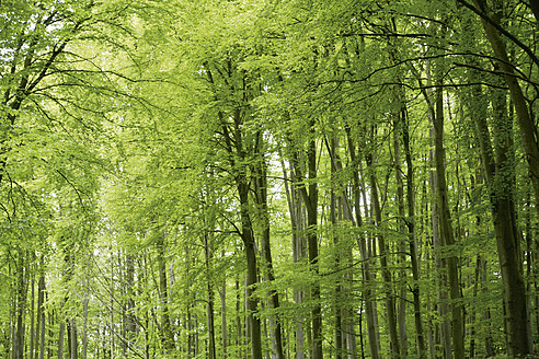 Deutschland, Bayern, Blick auf Laubwald - TCF002684