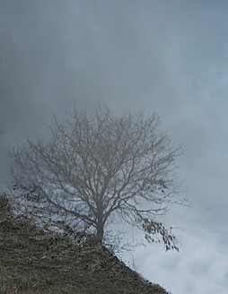 Deutschland, Blick auf kahlen Baum in einer Pfütze - FLF000070