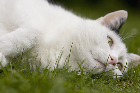 Deutschland, Weiße Katze im Gras liegend, Nahaufnahme - FLF000083