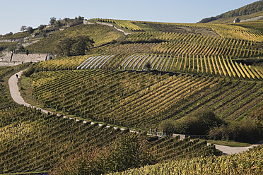 Deutschland, Rüdesheim, Rheinland Pfalz, Blick auf Weinberge im Herbst - GWF001805