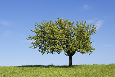 Austria, Flachgau, View of fruit tree - WWF002411