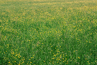 Austria, Field of flowers - WVF000235