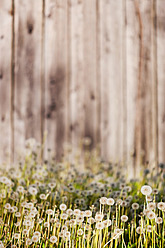 Austria, Dandelion in front of wooden fence - WVF000242