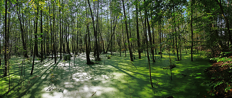 Deutschland, Region Usedom, Blick auf Feuchtgebiet mit Bäumen - VDSF000001