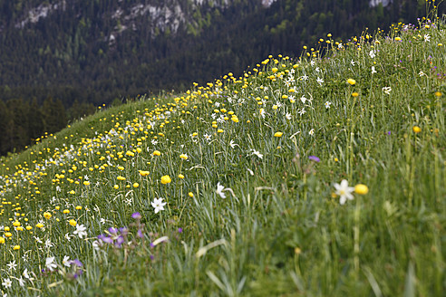 Österreich, Steiermark, Ausseer Land, Narzissen und Kugelblumen auf einer Wiese - SIEF002649