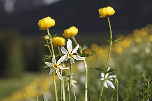 Österreich, Steiermark, Ausseer Land, Narzissen und Kugelblumen auf einer Wiese - SIEF002651