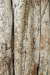 India, Amritsar, Carved names on tree trunk, close up - MBEF000390