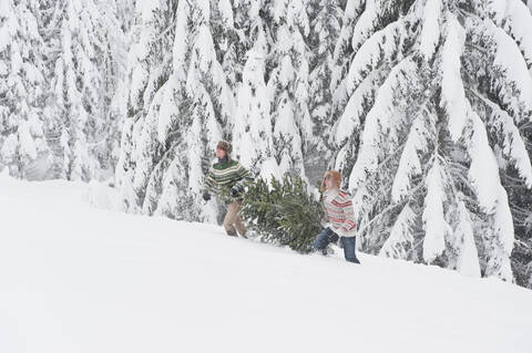 Österreich, Salzburg, Junge Männer tragen Weihnachtsbaum im Winter, lizenzfreies Stockfoto