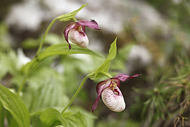 Österreich, Frauenschuh-Orchidee im Garten, Nahaufnahme - SIEF002679