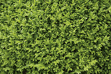 Germany, Bavaria, Buxus sempervirens, close up - TCF002794