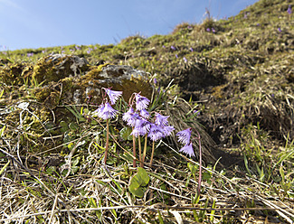 Germany, Bavaria, Alpine snowbell, close up - SIEF002689