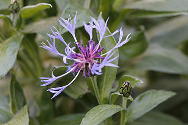 Deutschland, Bayern, Stauden-Kornblume, Nahaufnahme - SIEF002699