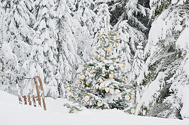 Österreich, Salzburger Land, Weihnachtsbaum und Schlitten in verschneiter Landschaft - HHF004251