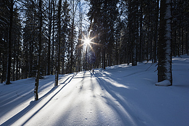 Deutschland, Bayern, Blick auf schneebedeckte Bäume im Bayerischen Wald - FOF003896