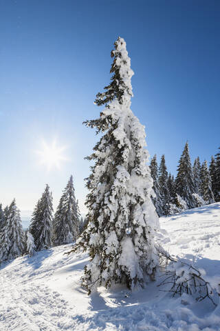 Deutschland, Bayern, Blick auf schneebedeckte Bäume im Bayerischen Wald, lizenzfreies Stockfoto