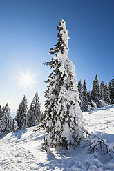 Deutschland, Bayern, Blick auf schneebedeckte Bäume im Bayerischen Wald - FOF003897