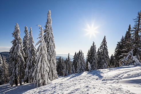 Deutschland, Bayern, Blick auf schneebedeckte Bäume im Bayerischen Wald - FOF003898