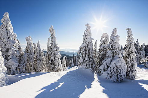 Deutschland, Bayern, Blick auf schneebedeckte Bäume im Bayerischen Wald - FOF003899