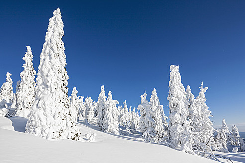 Deutschland, Bayern, Blick auf schneebedeckte Bäume im Bayerischen Wald - FOF003900