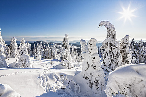 Deutschland, Bayern, Blick auf schneebedeckte Bäume im Bayerischen Wald - FOF003901