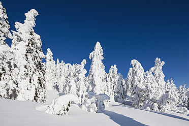 Deutschland, Bayern, Blick auf schneebedeckte Bäume im Bayerischen Wald - FOF003902