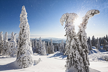 Germany, Bavaria, View of snow covered trees at Bavarian Forest - FOF003903