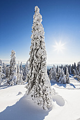Deutschland, Bayern, Blick auf schneebedeckte Bäume im Bayerischen Wald - FOF003904