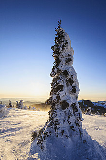 Deutschland, Bayern, Blick auf schneebedeckte Bäume im Bayerischen Wald - FOF003911