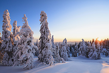 Deutschland, Bayern, Blick auf schneebedeckte Bäume bei Sonnenuntergang im Bayerischen Wald - FOF003915