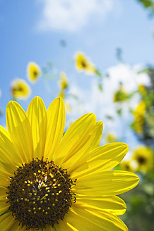 USA, Texas, Ansicht einer Sonnenblume, Nahaufnahme - ABAF000041