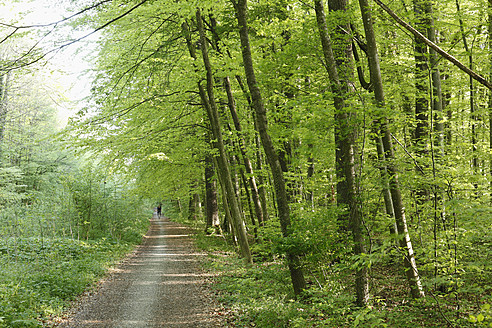 Deutschland, Bayern, Blick auf Singletrail durch Laubwald - SIEF002704