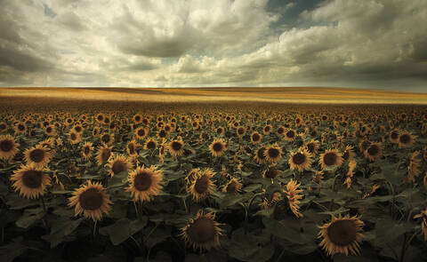 Deutschland, Blick auf ein Sonnenblumenfeld bei Dresden, lizenzfreies Stockfoto